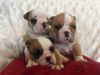 Adorable Litter Of Kc Bulldog Puppies