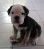 Beautiful Puppy Girl - English Bulldog