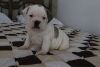 Sweet Beautiful AKC English Bulldog Puppy