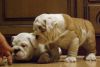 fdd(xxx) xxx-xxx4 English Bulldog Puppies