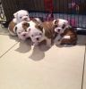 English Bulldog Puppies For Adoption - contact urgent