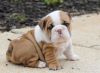 English bulldog puppies available now