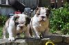 Stunning English Bulldog pups