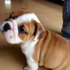 Super Cute English Bulldog Puppies For Sale