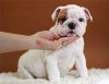 English Bulldogs for Rehoming