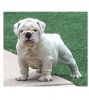 English Bulldogs For Caring Family