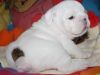 english bulldog great dane puppies ready for new home