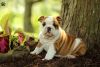 Meet Gala, an English Bulldog puppy who is excited to meet her forever