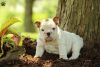 Meet Gertrude, an English Bulldog puppy who is excited to meet her for