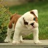 Chunky and full of wrinkles is what you will find with Baxter,