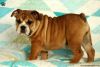 Wrinkly and sweet is what you will find with Maddy,