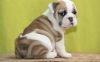Adorable well trained English Bulldog puppies.