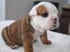 Akc registered English Bulldog puppies ready for your home and family
