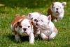 Affectionate English bulldog puppies