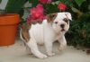 cute English Bulldog puppies for adoption..