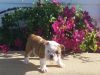 (Becky) Bulldog Puppies for Sale
