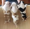 Quality Litter Of Female Bulldog Puppies for free adoption