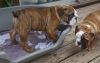 Stunning Kc Registered English Bull Dog Puppies