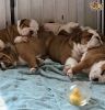 English Bulldog Puppies For Adoption