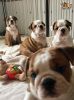 Cute English Bulldog Puppies Available