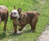 Purebred English bulldog Puppies Available