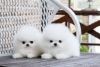fine looking adorable pomerian puppy for sale to good and loving home