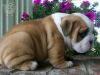 Gorgeous English Bulldog puppies available (xxx) xxx-xxx0