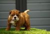 Healthy, Substantial, Chunky, Kc Reg Puppies