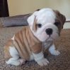 English bulldogs Puppies looking forever