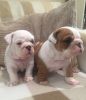 PERFECT ENGLISH BULLDOG PUPPIES FOR SALE NOW..