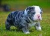 English Bulldog Puppies available for you , be wise
