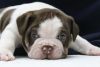 English bulldog puppies AKC registered