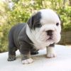 English Bulldogs Puppies Avail for great homes now