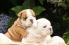 Enchanting Two English bulldog puppies