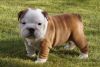 Mini Beautiful English Bulldog Puppies New Litter