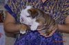 Gorgeous English and french bulldog puppies for sale