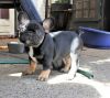 potty trained English and french bulldog puppies for sale