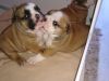 Gorgeous English bulldog puppies (males and females) available