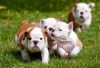 Cute English Bulldog Puppies for Re-Homing