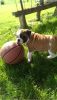 Rubble is a cute English Bulldog puppy with a gentle nature.