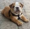 English bulldog puppies available for sale.