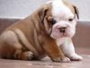 Healthy English Bulldog Puppies for adoption