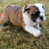 male and female English bulldog Puppies For Sale
