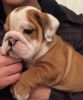 Kc Registered English Bulldogs Puppies For Sale