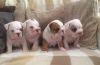 Stunning English Bulldog Puppies for sale