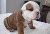 Two adorable 13 weeks old English Bulldogs puppies