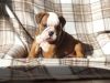 AKC registered English Bulldogs, and have a excellent pedigree