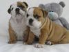 gentle and affectionate English Bulldogs