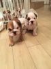 ENGLISH BULLDOGS PUPPIES FOR SALE