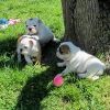 10 weeks English Bulldog Puppies available now